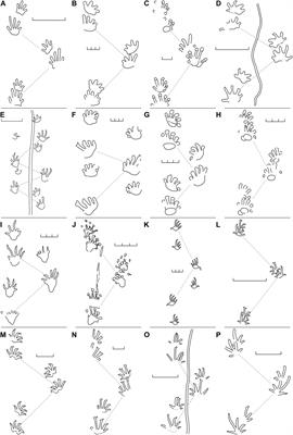 Evolutionary Change in Locomotion Close to the Origin of Amniotes Inferred From Trackway Data in an Ancestral State Reconstruction Approach